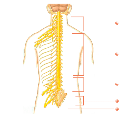 În ce locuri este osteochondroză